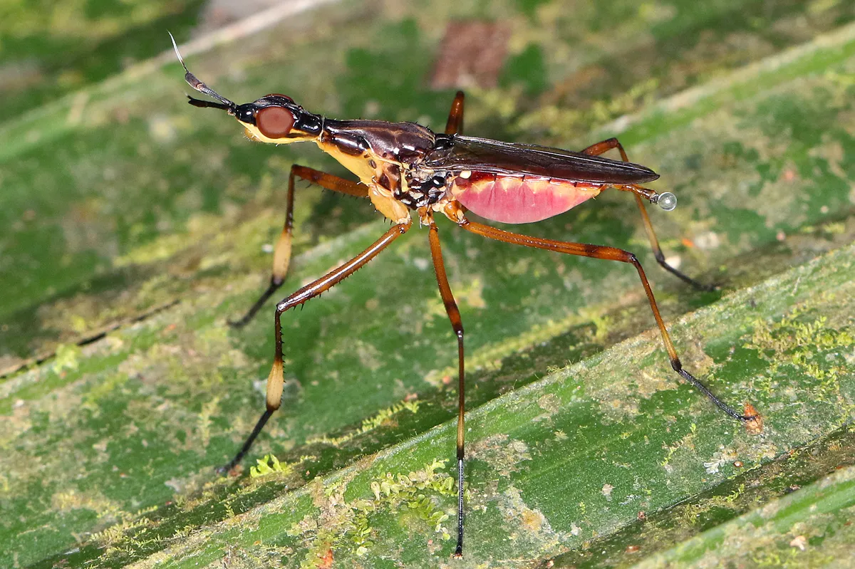 Cactus Flies - photo 2