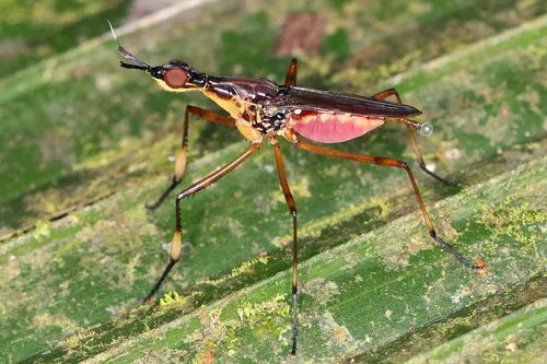 Cactus Flies - photo 3