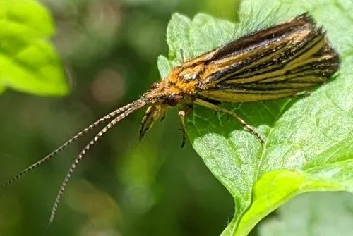 Nerophilus californicus - photo 2