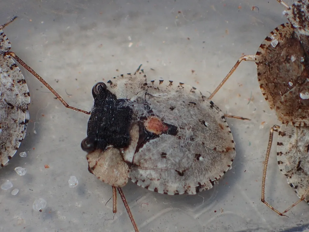 Nerthra adspersa - photo 2