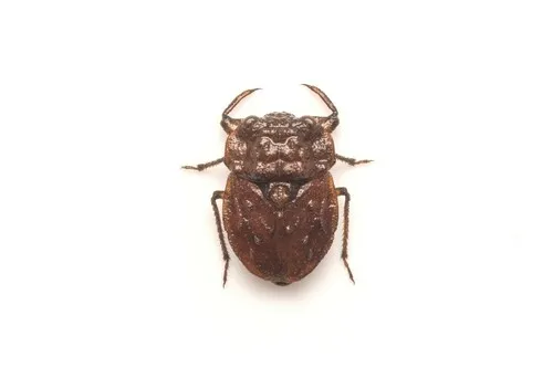 Nerthra annulipes