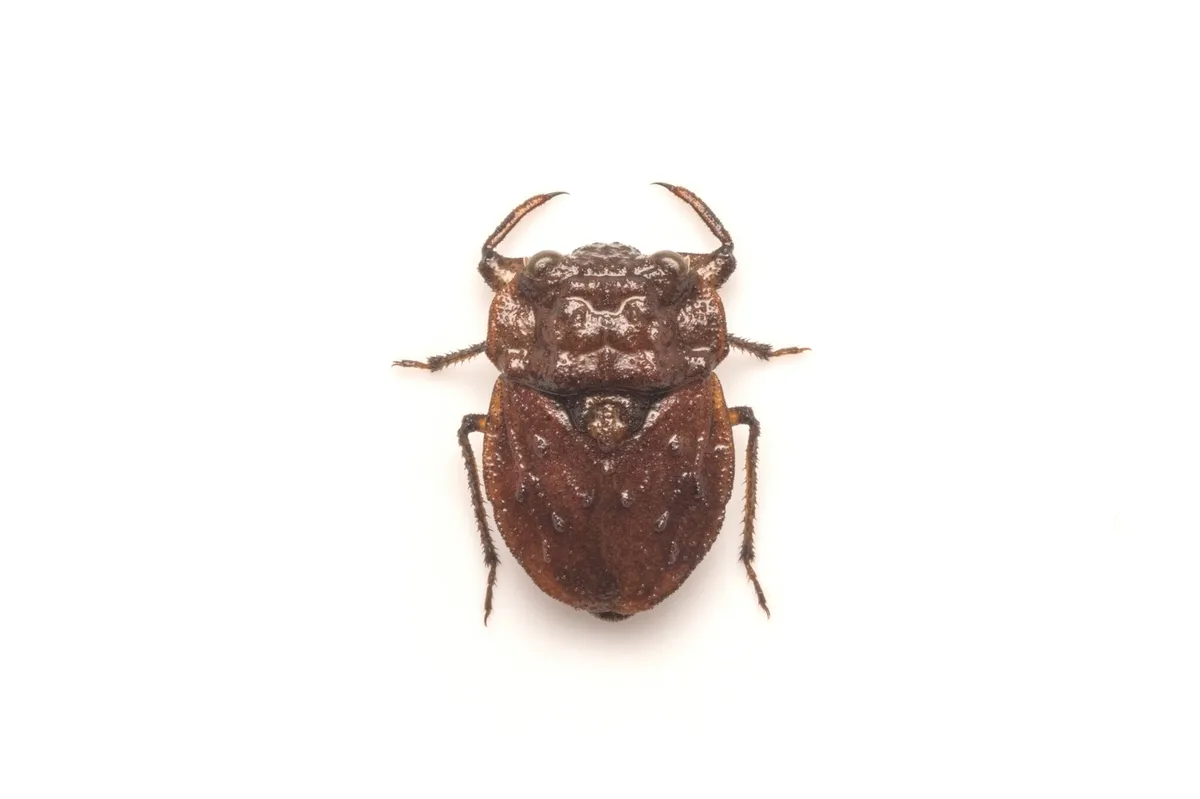 Nerthra annulipes - photo 3
