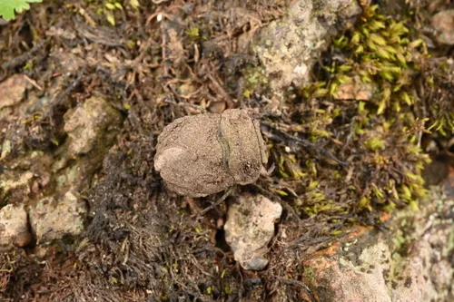 Nerthra asiatica