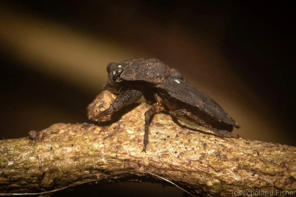 Nerthra falcatus - photo 2