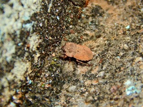 Nerthra fuscipes