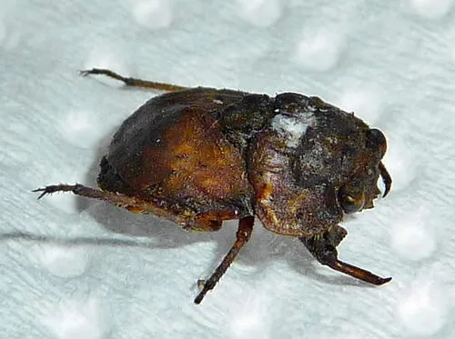 Nerthra grandicollis