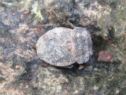 Nerthra nudata