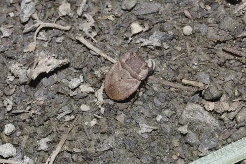 Nerthra spangleri
