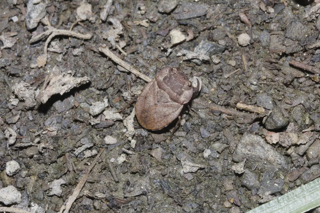 Nerthra spangleri - photo 2
