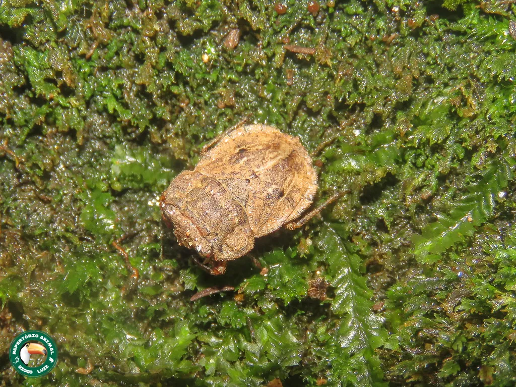 Nerthra terrestris