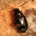 Nesaecrepida asphaltina