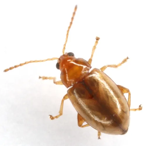 Nesaecrepida infuscata - photo 2