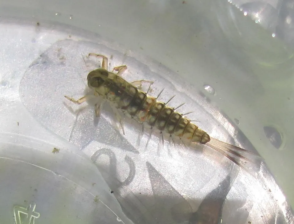 Nesameletidae - photo 2