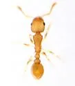 Nesomyrmex wilda - photo 2