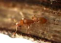 Nesomyrmex wilda - photo 3
