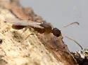 Nesomyrmex wilda - photo 4