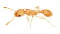 Nesomyrmex wilda - photo 5