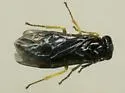 Nesoselandria morio - Nesoselandria morio