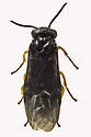 Nesoselandria morio - photo 3