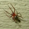 Red House Spider