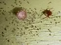 Red House Spider - photo 2
