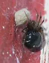 Red House Spider - photo 3