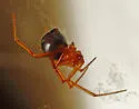 Red House Spider - photo 4