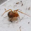 Red House Spider - photo 5