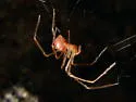 Nesticus barri