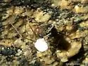 Nesticus brimleyi - photo 3