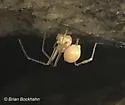 Nesticus brimleyi - photo 4
