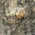 Nesticus brimleyi - photo 5