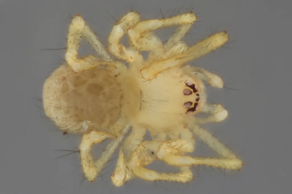 Linville Caverns Spider