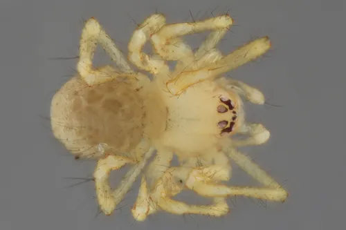 Linville Caverns Spider - photo 2