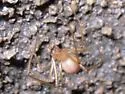 Nesticus furtivus