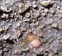 Nesticus furtivus - photo 2