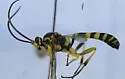 Netanyacra leucopus