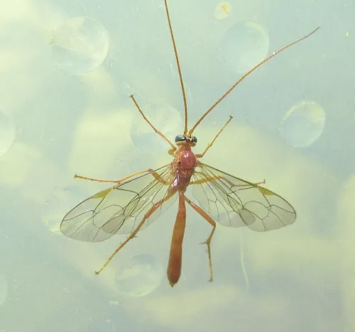 Netelia cristata