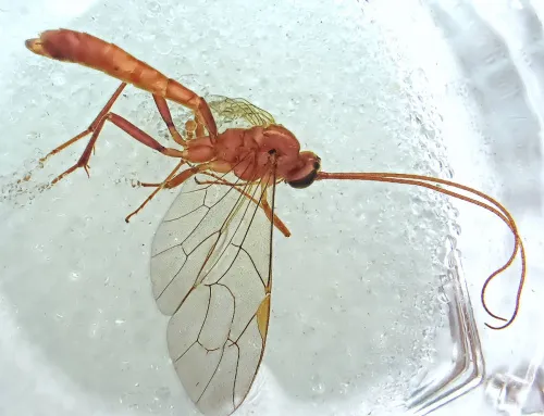 Netelia cristata - photo 2