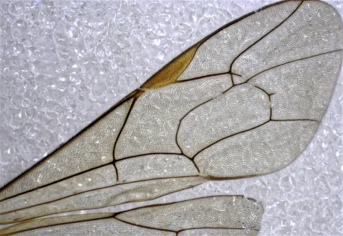 Netelia cristata - photo 3