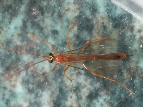 Netelia inedita