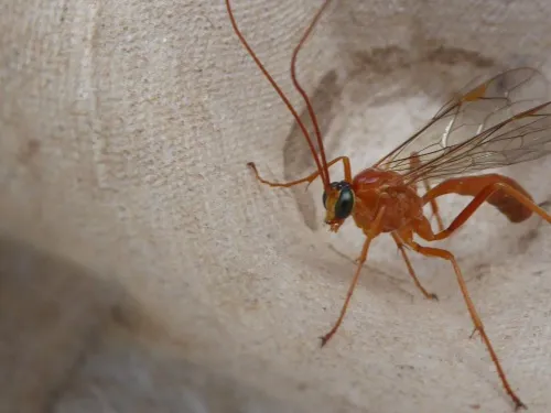 Netelia infractor