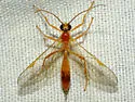 Netelia johnsoni - Netelia johnsoni