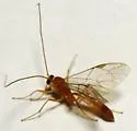 Netelia johnsoni - photo 3