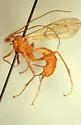 Netelia leo