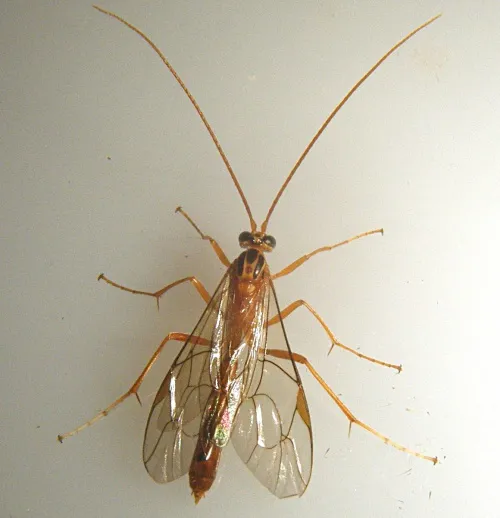 Netelia virgata