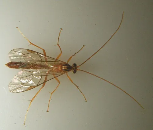 Netelia virgata - photo 2