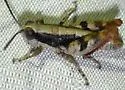 Black-striped Desert Grasshopper