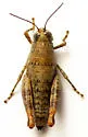 Black-striped Desert Grasshopper - photo 2