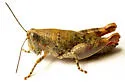 Black-striped Desert Grasshopper - photo 3